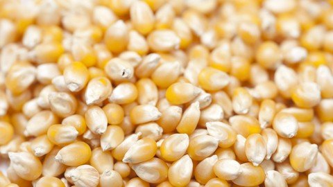 Jagung Pipilan Kering